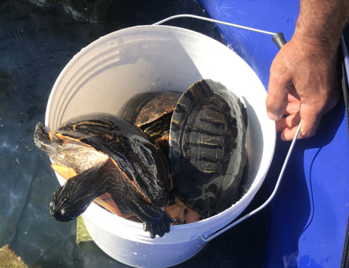 Recupero Trachemys Riccione