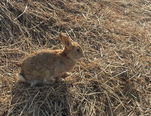 Recupero conigli e Trachemys Modena